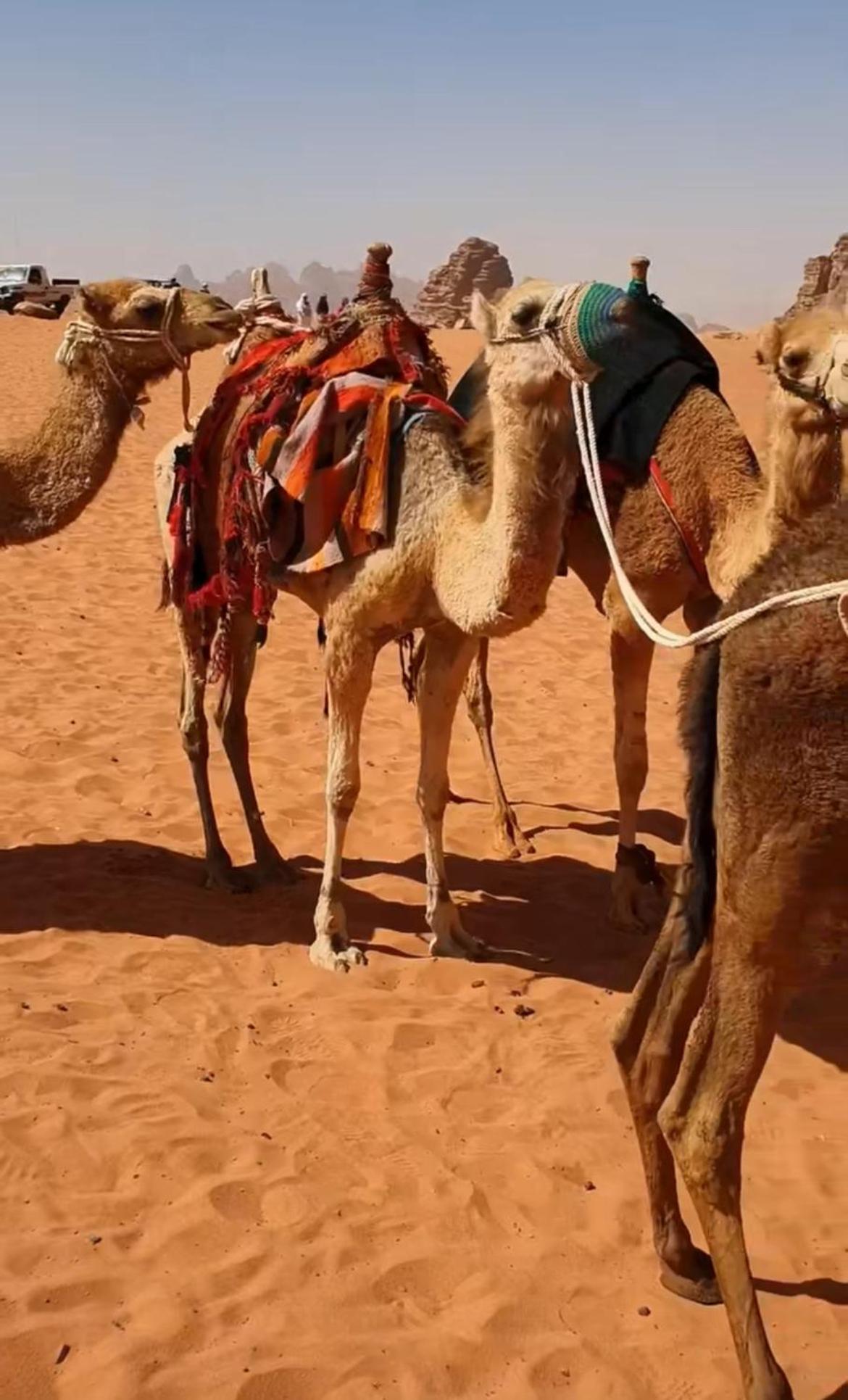 Mozoon Camp Hotell Wadi Rum Exteriör bild